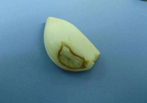 New keys to control garlic rot