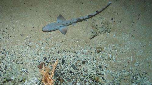 Deep-sea shark nursery found in Outer Hebrides coral reef