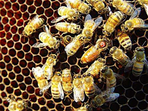 Researchers find genetic diversity key to survival of honey bee colonies