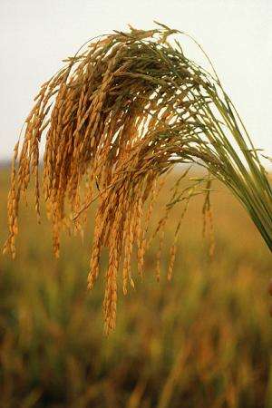 Researchers determine beneficial compounds in whole-grain rice varieties