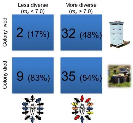 Researchers find genetic diversity key to survival of honey bee colonies