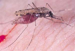Researchers rethinking malaria mosquitos