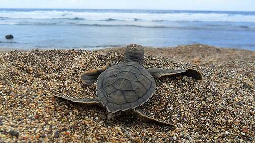 Researchers use circulation models, genetics to track 'lost years' of turtles