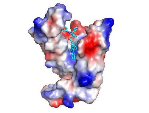 New inhibitor blocks the oncogenic protein KRAS