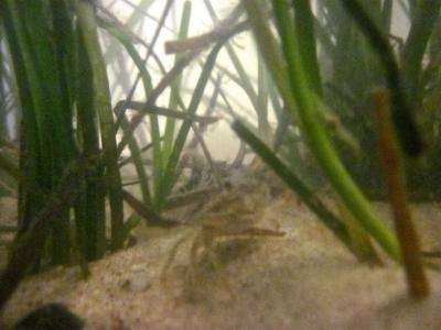 Research shows denser seagrass beds hold more baby blue crabs