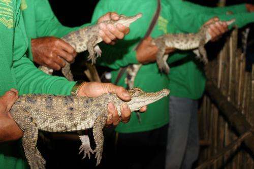 19 baby Siamese crocs released in Laos