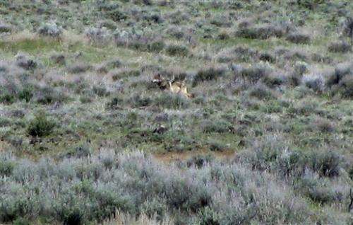 1 year later, lone gray wolf still prowling Calif.