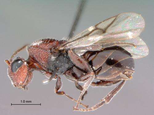 9 new wasp species of the genus Paramblynotus described from Africa and Madagascar