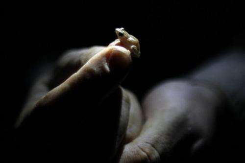 Alarm over vanishing frogs in the Caribbean