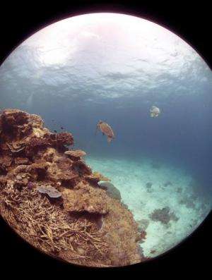 An undated handout photo released on March 1, 2012, by the Catlin Seaview Survey shows a view of the Great Barrier Reef