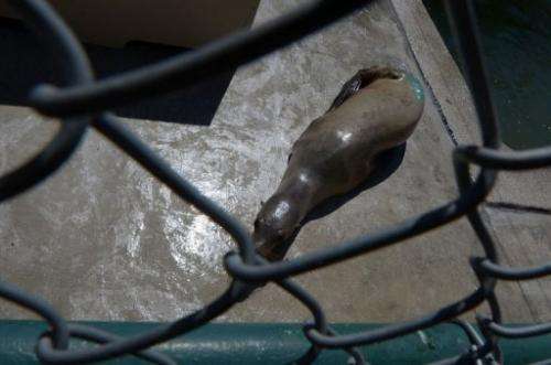 A young sea lion recovers at the Marine Mammal Care Center in San Pedro, California on April 9, 2013