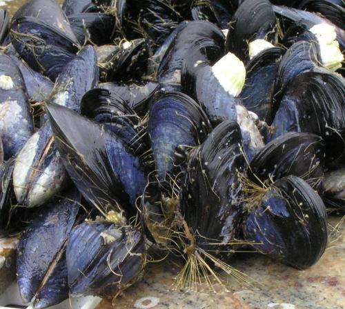 Blue mussels 'hang on' along rocky shores: For how long?
