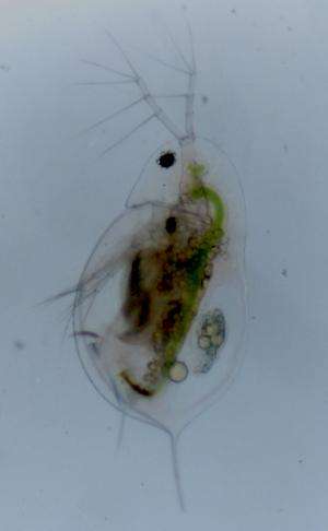 Can a tropical water flea invade European lakes?