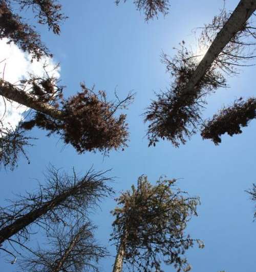 Dead forests release less carbon into atmosphere than expected