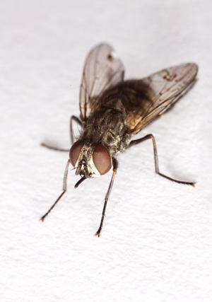 Delivering a virus that gets rid of house flies