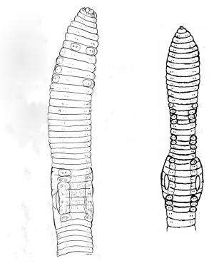 Der Steppenworm? 2 new species differ from the elusive 'Mongolian Death Worm'