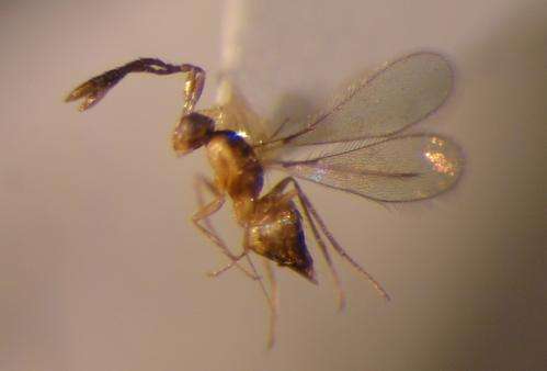 Entomologist names new wasp species after UC Riverside
