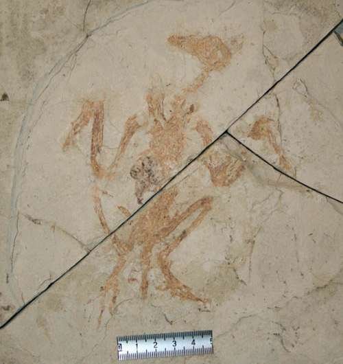 First discovery of fossilized ovaries reveals early evolution of avian reproduction