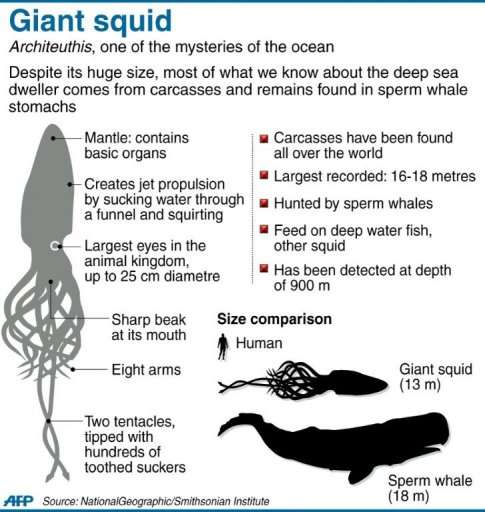 Graphic fact file on giant squid