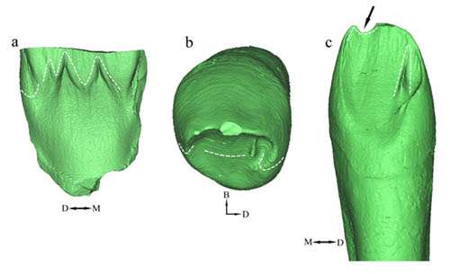 Middle Pleistocene teeth adding new data to discussion of evolutionary course in Asian hominins
