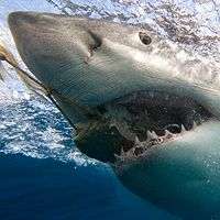 New research shows white sharks have a larger appetite than originally thought