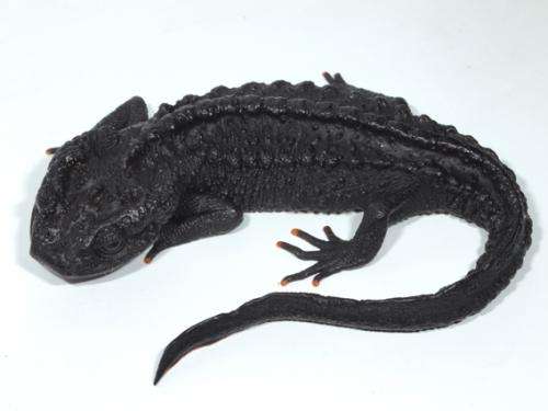 New species of crocodile newt identified in Vietnam