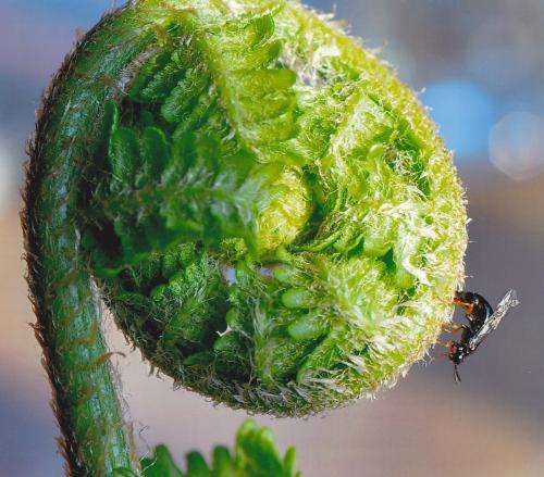 Peculiar parasitoid wasp found on rare sawfly developing in ferns
