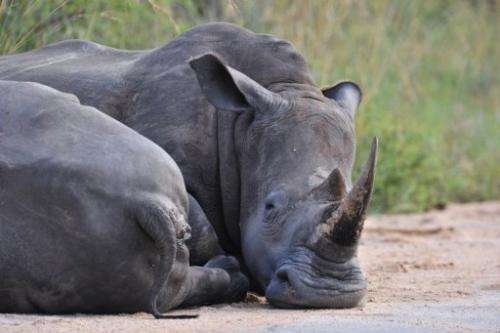 Photo taken on February 6, 2013 shows rhinoceros resting in the Kruger National Park near Nelspruit, South Africa