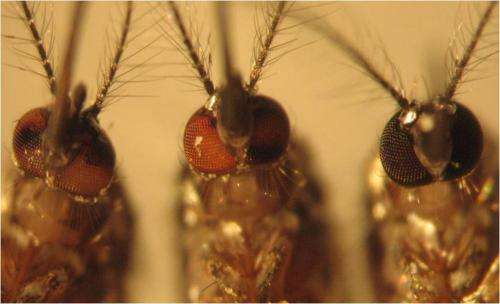 Researchers alter mosquito genome in step toward controlling disease