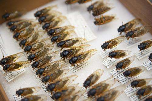 Research suggests complex genetic heritage in three cicada species