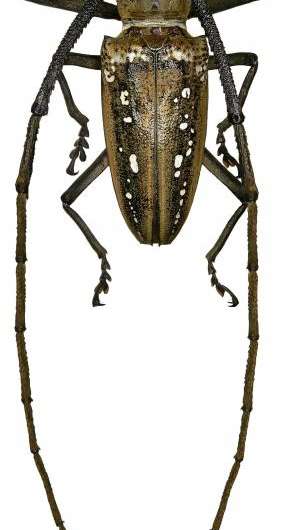 Reviewing the work of 1 of the greatest beetle collectors: Napoleon's General Dejean
