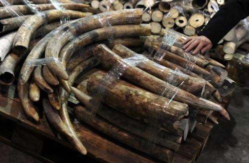 Seized ivory tusks are displayed during a Hong Kong Customs press conference on January 4, 2013