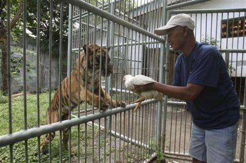 Sumatran tiger may be euthanized at Indonesia zoo