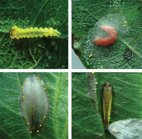 The exciting life cycle of a new Brazilian leaf miner