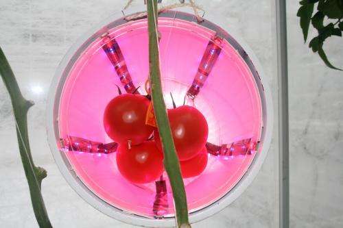 Tomatoes with extra vitamin C via LED lamps