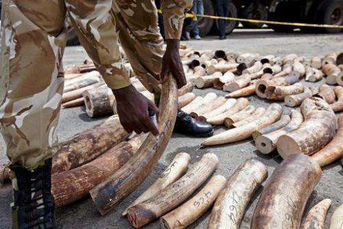 A Kenya Wildlife Service (KWS) Ranger numbers a confiscated ivory consignment at the Mombasa Port on October 8, 2013
