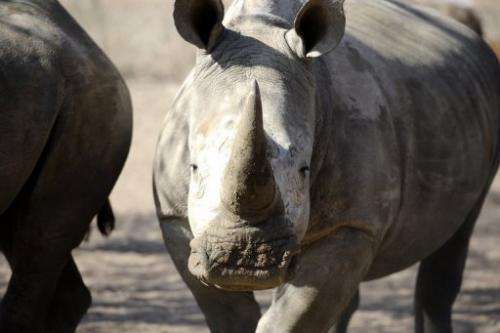 An adult white rhino at the Entabeni Safari Conservancy, Limpopo, 300 kms north east of Johannesburg on July 31, 2012