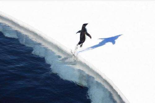 An undated handout photo released on November 1, 2011 shows a penguin as it lands on the Antarctic ice