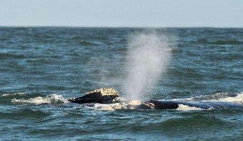A Southern Right whale is seen on September 5, 2013 near the town of Hermanus, at the southern coast of South Africa