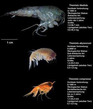 Atlantic amphipods are now reproducing in Arctic waters