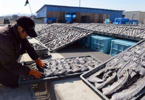 A worker turns over drying shark fins at a processing factory in Kesennuma City in northern Japan on March 12, 2013