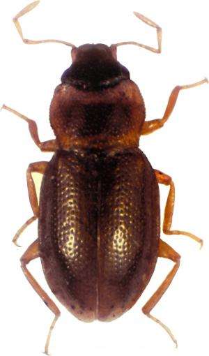 Biodiversity where you least expect it: A new beetle species from a busy megacity