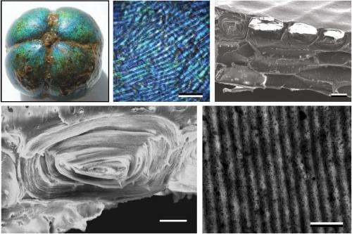 Bioinspired fibers change color when stretched