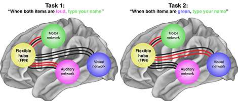 Brain's flexible hub network helps humans adapt: Switching stations route processing of novel cognitive tasks