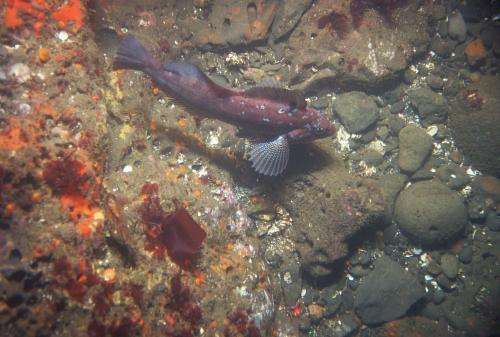 California seafloor mapping reveals hidden treasures