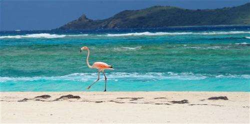 Caribbean talks conservation on Branson's island