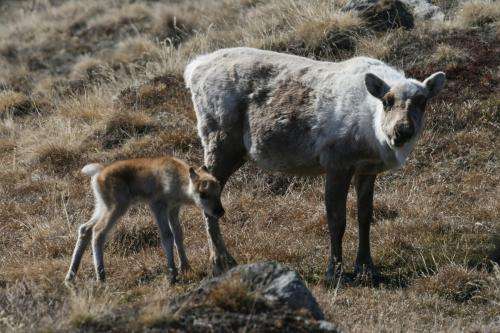 Caribou may be indirectly affected by sea-ice loss in the Arctic