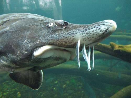Caviar from endangered sturgeon not suitable for Christmas