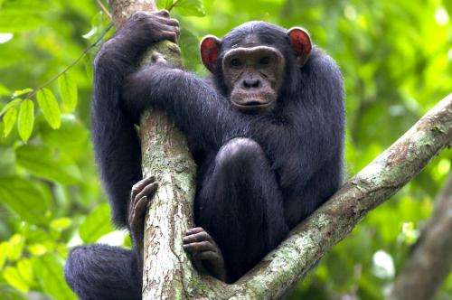 Conservationists release manual on protecting great apes in forest concessions