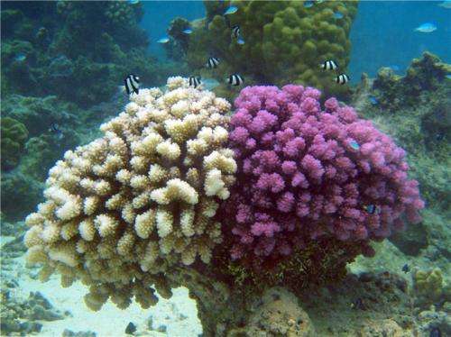 Corals surviving the ocean's pollution